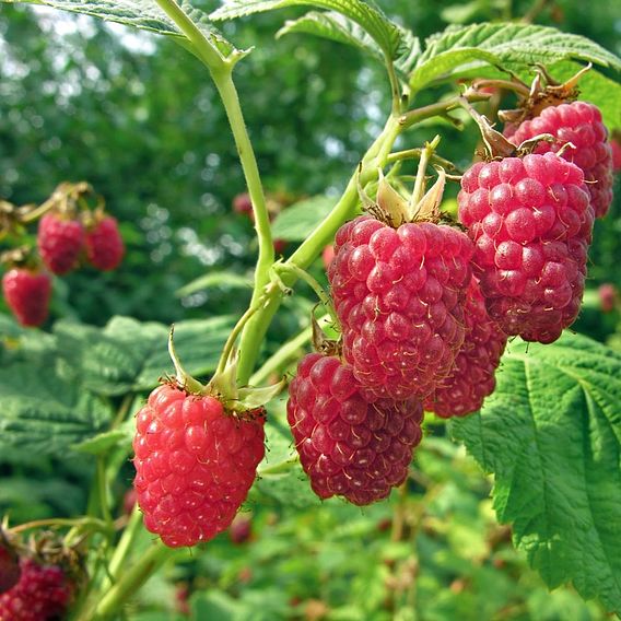 Raspberry 'Sugana'